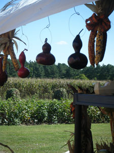 Gourds, Corn and Peanuts 