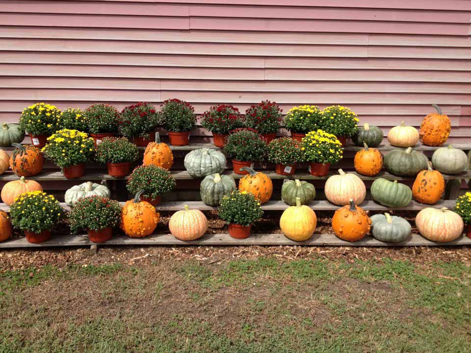 Pumpkins and Mums