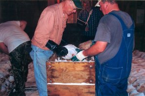 Salting The Hams 