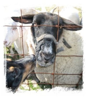 Catcher and Lamb Chop 
